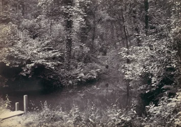 コルウィン湾。 森の中のプール、1870年代。