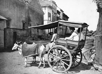 ボンベイハッケリー、1875年頃