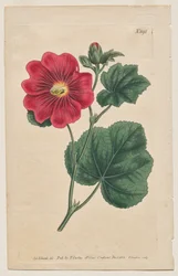 展示されている植物雑誌またはフラワー ガーデン: プレート 892、Althaea Flexuosa。 セリンガパタム A ホーリーホック。 【アルテア・ロゼア】