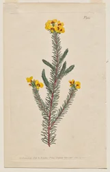 展示されている植物誌またはフラワー ガーデン: プレート 944、Dillwynia glaberrima。 滑らかな葉のディルウィニア。 [ディルウィニア・エリシフォリア・ガベリマ]