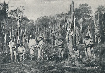 フィールズ、1895