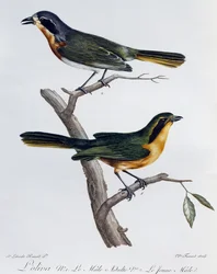 オリーブ・ブッシュシュライク（Telophorus olivaceus）の雄と雌の成虫、『Histoire Naturelle des Oiseaux d