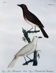 アフリカの赤目のブルブル（Pycnonotus nigricans）、「Histoire Naturelle des Oiseaux d