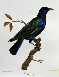 クロハラテリムクドリ（Lamprotornis corruscus）、『Histoire Naturelle des Oiseaux d