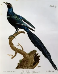 バーチェルズ・グロッシー・スターリング（Lamprotornis australis）、『Histoire Naturelle des Oiseaux d