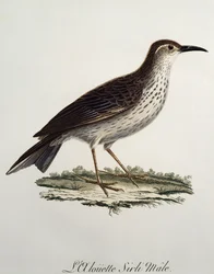 ケープ・ロングビルのオス（Certhilauda curvirostris）、Francois Le Vaillant（1753-1824）による『Histoire Naturelle des Oiseaux d