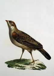 カッコウの雌のローラー、Francois Le Vaillant（1753-1824）の『Histoire Naturelle des Oiseaux d