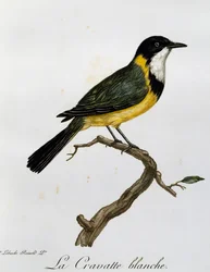 ゴールデン・ウィスラー（Pachycephala pectoralis）、『Histoire Naturelle des Oiseaux d