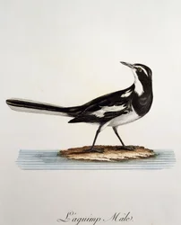 アフリカハクセキレイ（Motacilla aguimp）のオス、Francois Le Vaillant（1753-1824）による『Histoire Naturelle des Oiseaux d