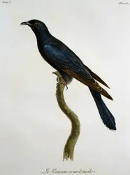雄のクロカッコウ（Cuculus clamosus）、フランソワ・ル・ヴァイヤン（1753-1824）著『Histoire Naturelle des Oiseaux d