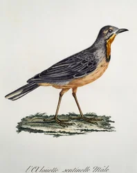 ケープ・ロングクロウ（Macronyx capensis）のオス、Francois Le Vaillant（1753-1824）による『Histoire Naturelle des Oiseaux d