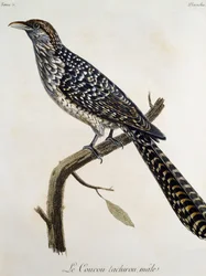 カッコウの雄タチロー、Francois Le Vaillant（1753-1824）の『Histoire Naturelle des Oiseaux d