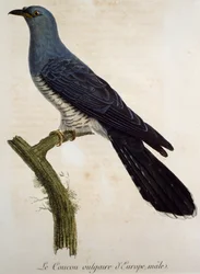Cuco eurasiano masculino (Cuculus canorus), gravura de Histoire Naturelle des Oiseaux d