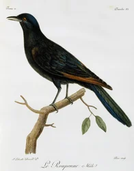 アカムクドリのオス（Onychognathus morio）、『Histoire Naturelle des Oiseaux d