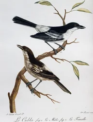 ブラックバックパフバック（Dryoscopus cubla）のオスとメス、Histoire Naturelle des Oiseaux d