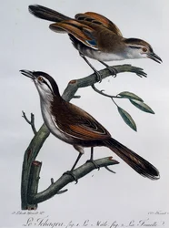 クロカンムリチャグラ（Tchagra senegalus）の雄と雌、『Histoire Naturelle des Oiseaux d