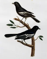 クロガラ（Parus niger）の雄と雌、『Histoire Naturelle des Oiseaux d