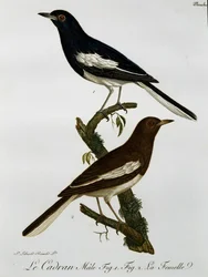シキチョウ（Copsychus saularis）の雄と雌、『アフリカの鳥類博物誌』より版画
