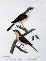 アカハラモズ（Lanius collurio）のオスとメス、『Histoire Naturelle des Oiseaux d