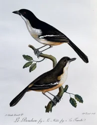 南部ブーブー（Laniarius ferrugineus）の雌雄、「Histoire Naturelle des Oiseaux d