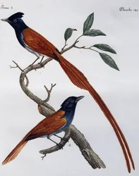 スポッティッド・フライキャッチャー（Muscicapa striata）のオスとメス、『Histoire Naturelle des Oiseaux d