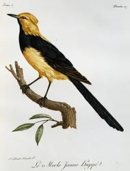 イエロー・スワロウテイル（『Histoire Naturelle des Oiseaux d