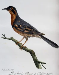 ブラックカラードロビン、「Histoire Naturelle des Oiseaux d