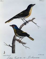 オリーブ・ブッシュシュライク（Telophorus olivaceus）、『Histoire Naturelle des Oiseaux d