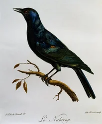 ムクドリ（Onychognathus nabouroup）、『Histoire Naturelle des Oiseaux d