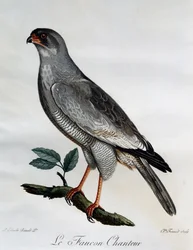 ペールチャンティングオオタカ（Melierax canorus）、『Histoire Naturelle des Oiseaux d