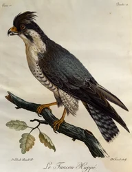 ペレグリン・ファルコン（Falco peregrinus）、「Histoire Naturelle des Oiseaux d