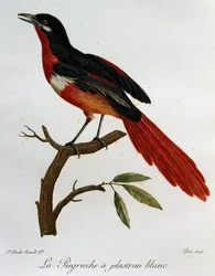 白い胸のカササギ（Lanius mystacus）、「Histoire Naturelle des Oiseaux d