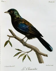 プリンシペ・グロッシースターリング（Lamprotornis ornatus）、『Histoire Naturelle des Oiseaux d