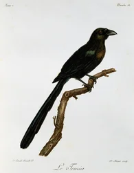 クロラケットオナガ (Crypsirina temia)、『アフリカ鳥類誌』所収の版画