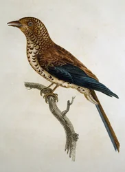 フランスのFrancois Le Vaillant (1753-1824)による『Histoire Naturelle des Oiseaux d