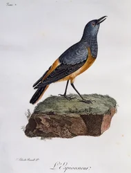 センチネル・ロック・ツグミ（Monticola explorator）、『Histoire Naturelle des Oiseaux d