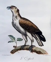 ショートトゥード・スネーク・イーグル（Circaetus gallicus）、『Histoire Naturelle des Oiseaux d