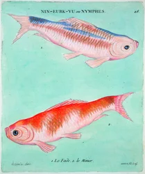 Chinese goldfish, 18th century   1176451   ja       japanese Successfully Translated  Original: Angel, 1519. Translat: Angel