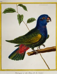 青頭巾のオウム（Pionus menstruus）、Histoire naturelle des oiseauxより