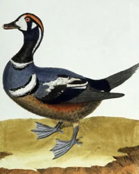 Canard a collier（カナード・ア・コリア）。