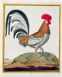 おんどり、ジョルジュ・ド・ブフォン（1707-88）による「歴史的自然のオワゾー」より1777年