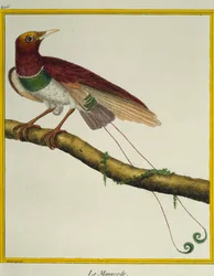楽園の王様（Cicinnurus regius）、Histoire naturelle des oiseauxより