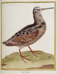 「La becasse」、フランソワ・ニコラ・マルティネ作「鳥の歴史」からの動物学図版 885