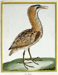 サイエンス。動物学です。にがり。フランソワ・ニコラ・マルティネによる「Histoire naturelle des oiseaux, by Georges Louis Leclerc de Buffon, France, c.1777 (colour engraving)」の中の版画。