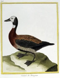 サイエンス。動物学です。Eurasion Wigeon。フランソワ・ニコラ・マルティネによる「Histoire naturelle des oiseaux, by Georges Louis Leclerc de Buffon, France, c.1777 (colour engraving)」の中の版画。