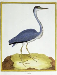 サイエンス。動物学です。ヘロン。フランソワ・ニコラ・マルティネによる「Histoire naturelle des oiseaux, by Georges Louis Leclerc de Buffon, France, c.1777 (colour engraving)」の中の版画。