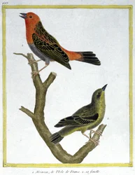 サイエンス動物学。イル・ド・フランスの家雀。フランソワ・ニコラ・マルティネの版画。Histoire naturelle des oiseaux, by Georges Louis Leclerc de Buffon, France, c.1777 (colour engraving)