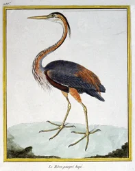 サイエンス。動物学です。ムラサキサギ。フランソワ・ニコラ・マルティネによる「Histoire naturelle des oiseaux, by Georges Louis Leclerc de Buffon, France, c.1777 (colour engraving)」の中の版画。