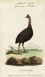 南ヒクイドリ、Casuarius casuarius