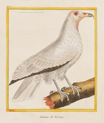 ノルウェーのハゲワシ、
1787年（手彩色エッチング）